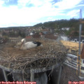 15_45-nest.jpg
