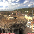 15_50-nest.jpg