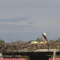 15_55-mast.jpg