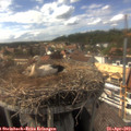 15_55-nest.jpg