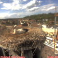 16_00-nest.jpg