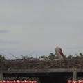 16_05-mast.jpg