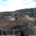 16_05-nest.jpg