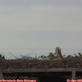 16_10-mast.jpg