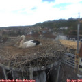 16_10-nest.jpg