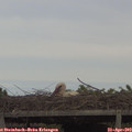 16_15-mast.jpg