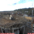 16_15-nest.jpg
