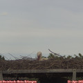 16_20-mast.jpg