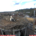 16_20-nest.jpg