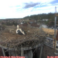 16_25-nest.jpg
