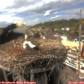 16_30-nest.jpg