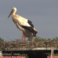 16_35-mast.jpg