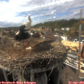 16_35-nest.jpg