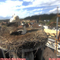 16_40-nest.jpg