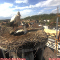 16_45-nest.jpg