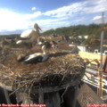 16_50-nest.jpg
