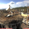 16_55-nest.jpg