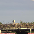 17_00-mast.jpg
