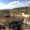17_00-nest.jpg