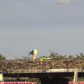 17_05-mast.jpg
