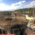 17_05-nest.jpg