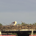 17_10-mast.jpg