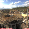 17_10-nest.jpg