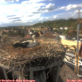 17_15-nest.jpg