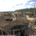 17_20-nest.jpg