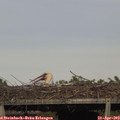 17_25-mast.jpg