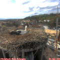 17_25-nest.jpg