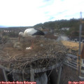 17_30-nest.jpg