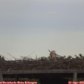 17_35-mast.jpg