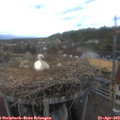 17_35-nest.jpg
