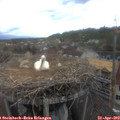 17_40-nest.jpg
