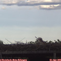 17_45-mast.jpg