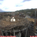 17_45-nest.jpg