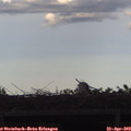 17_50-mast.jpg