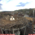 17_55-nest.jpg