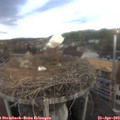 18_00-nest.jpg