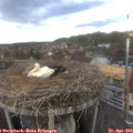 18_05-nest.jpg