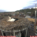 18_20-nest.jpg