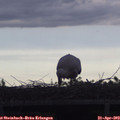 18_25-mast.jpg