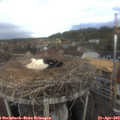 18_25-nest.jpg