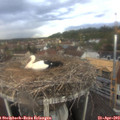 18_30-nest.jpg
