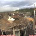 18_35-nest.jpg