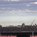 18_50-mast.jpg