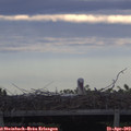 18_55-mast.jpg