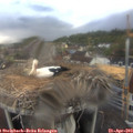 18_55-nest.jpg