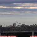 19_00-mast.jpg